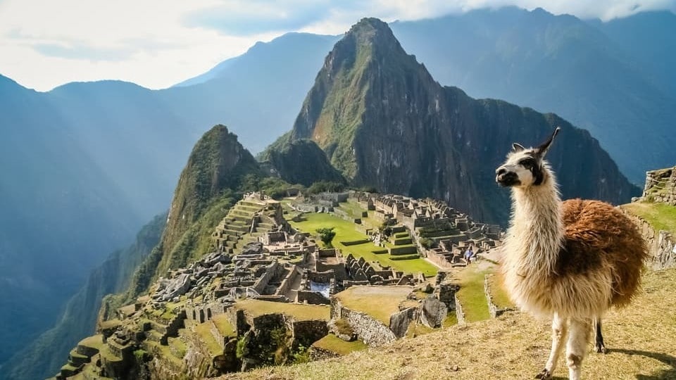 Llama Machu Picchu