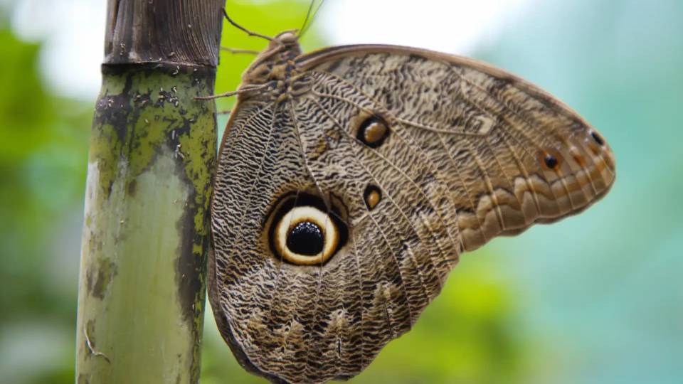 Mariposa ojo de Búho | Cocatambo 
