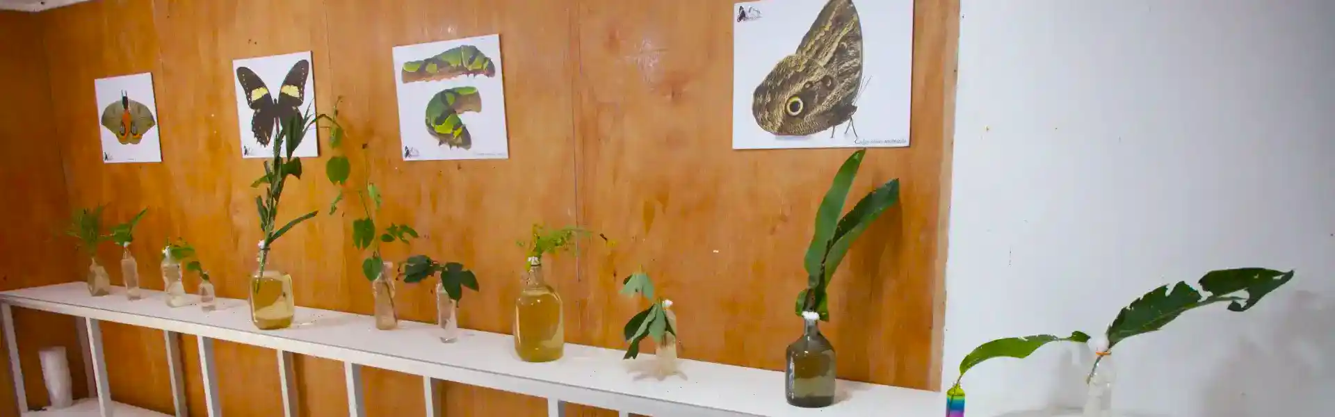 Mariposario de Machupicchu casa de las mariposas | Cocatambo