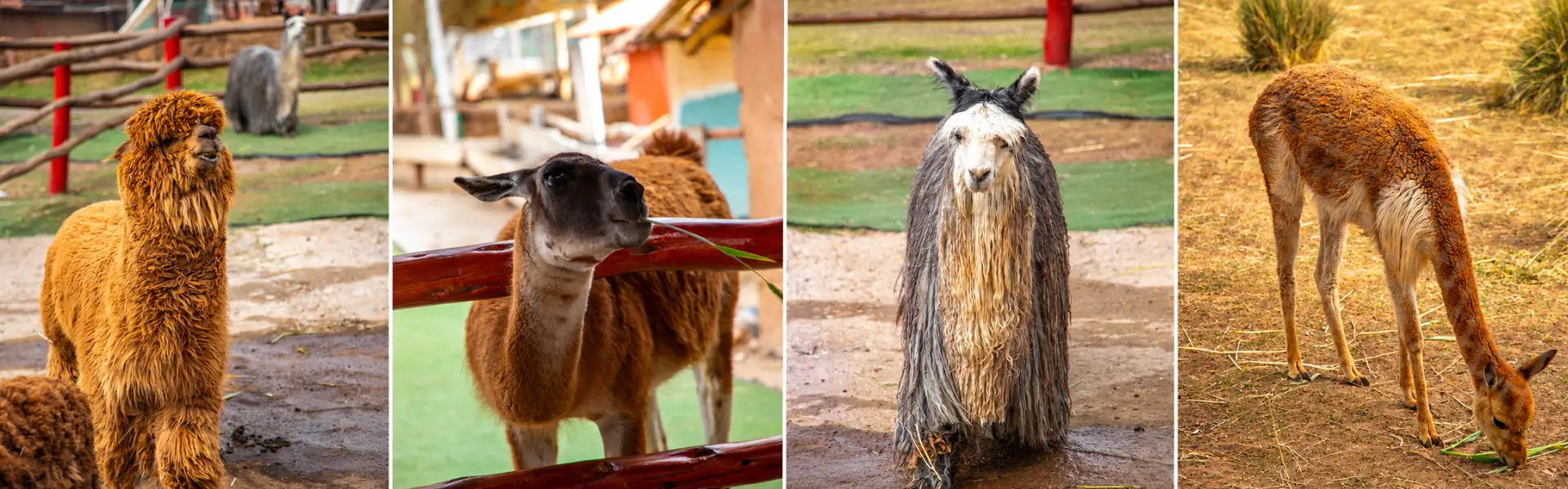Diferencias entre llama y alpaca | Cocatambo