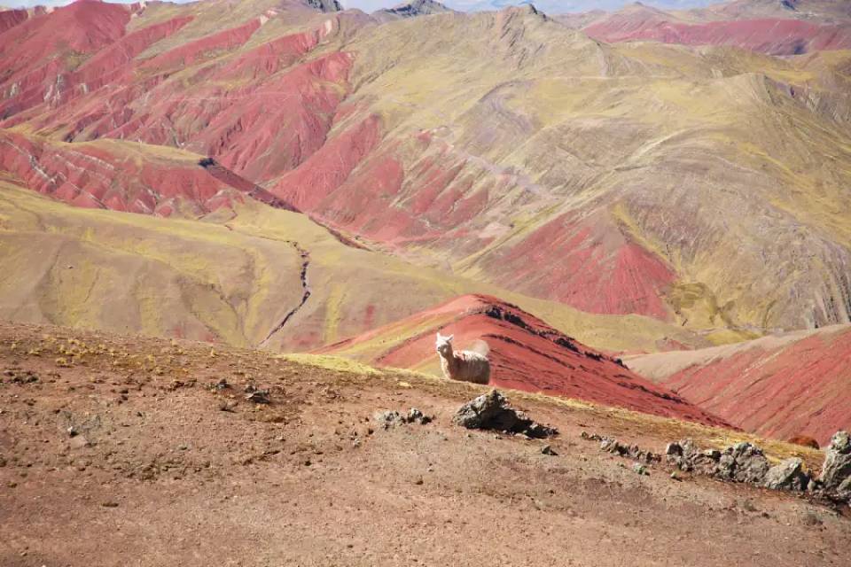 Alpaca en la montaña de colores de Palcoyo | Cocatambo