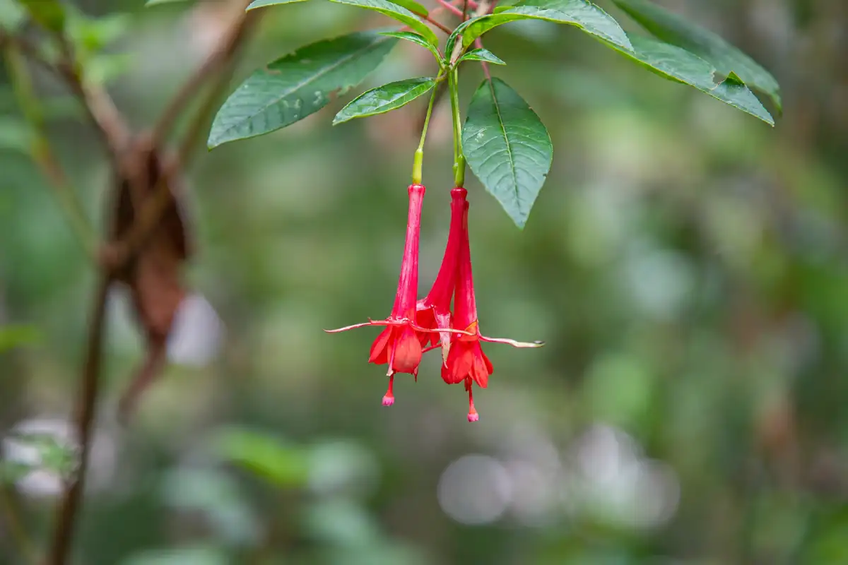 Fuchsia boliviana en Machu Picchu | Cocatambo