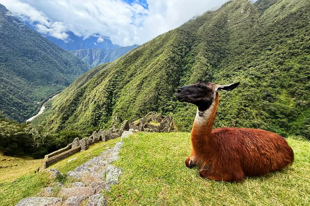 Llama en Machu Picchu | Cocatambo