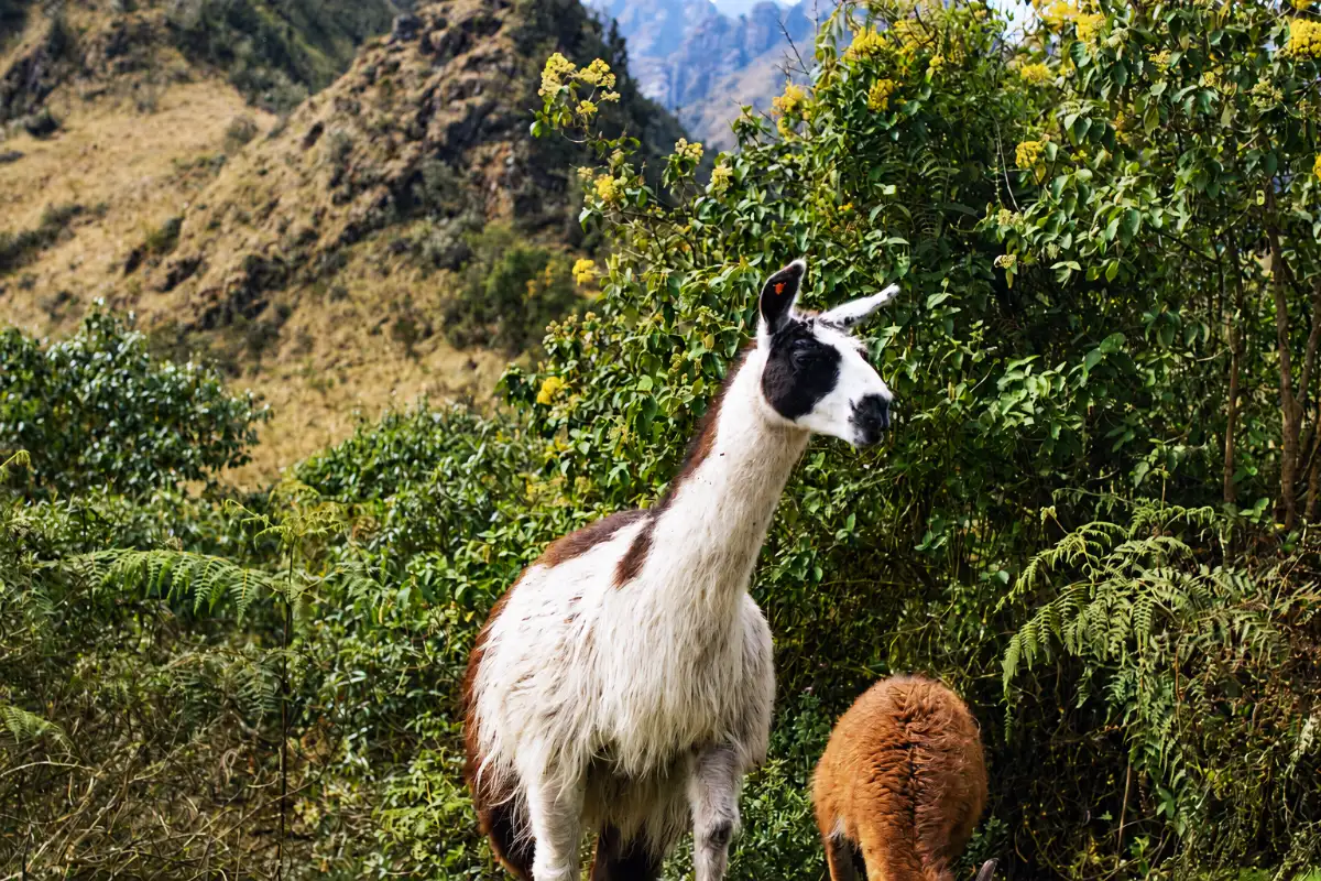 Llama entre la vegetación de los Andes peruanos | Cocatambo