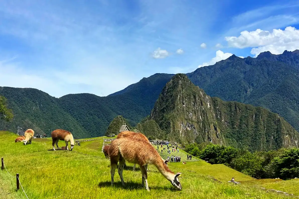 Llamas en las terrazas de Machu Picchu | Cocatambo