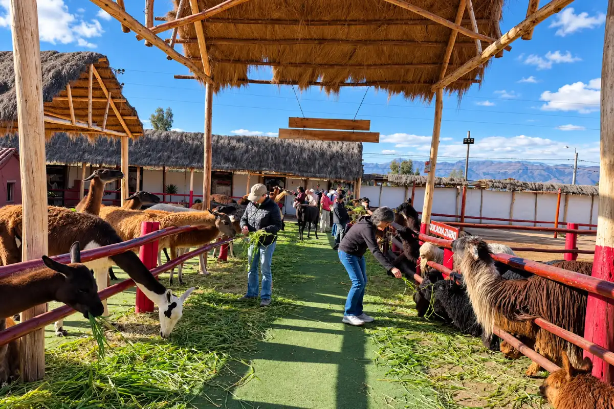Llamas y alpacas en Cusco | Cocatambo