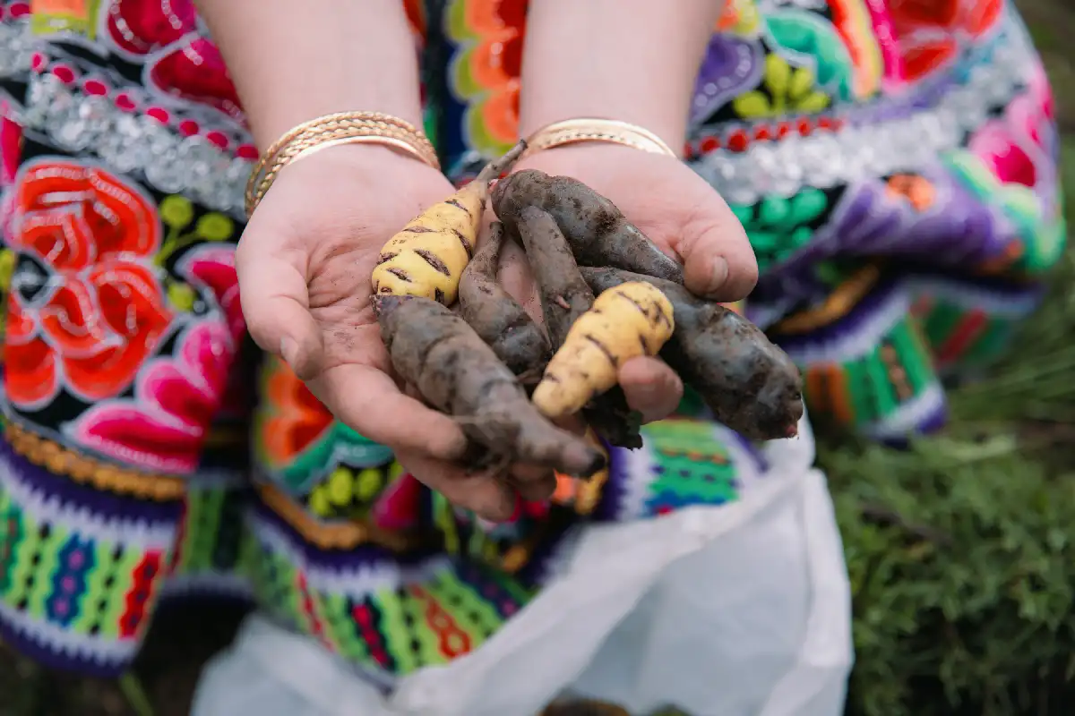 Papas nativas de Cusco | Cocatambo