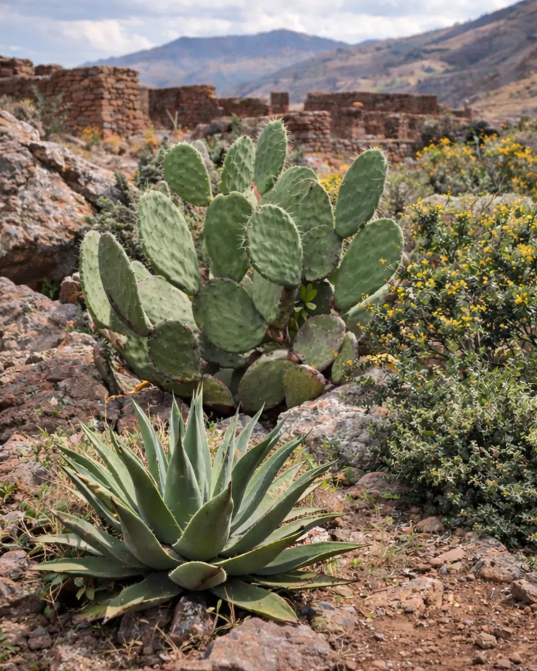 Entre muros y rocas, la flora del Valle Sur resiste el sol y el viento: cactus andino y maguey junto a Piquillacta.
