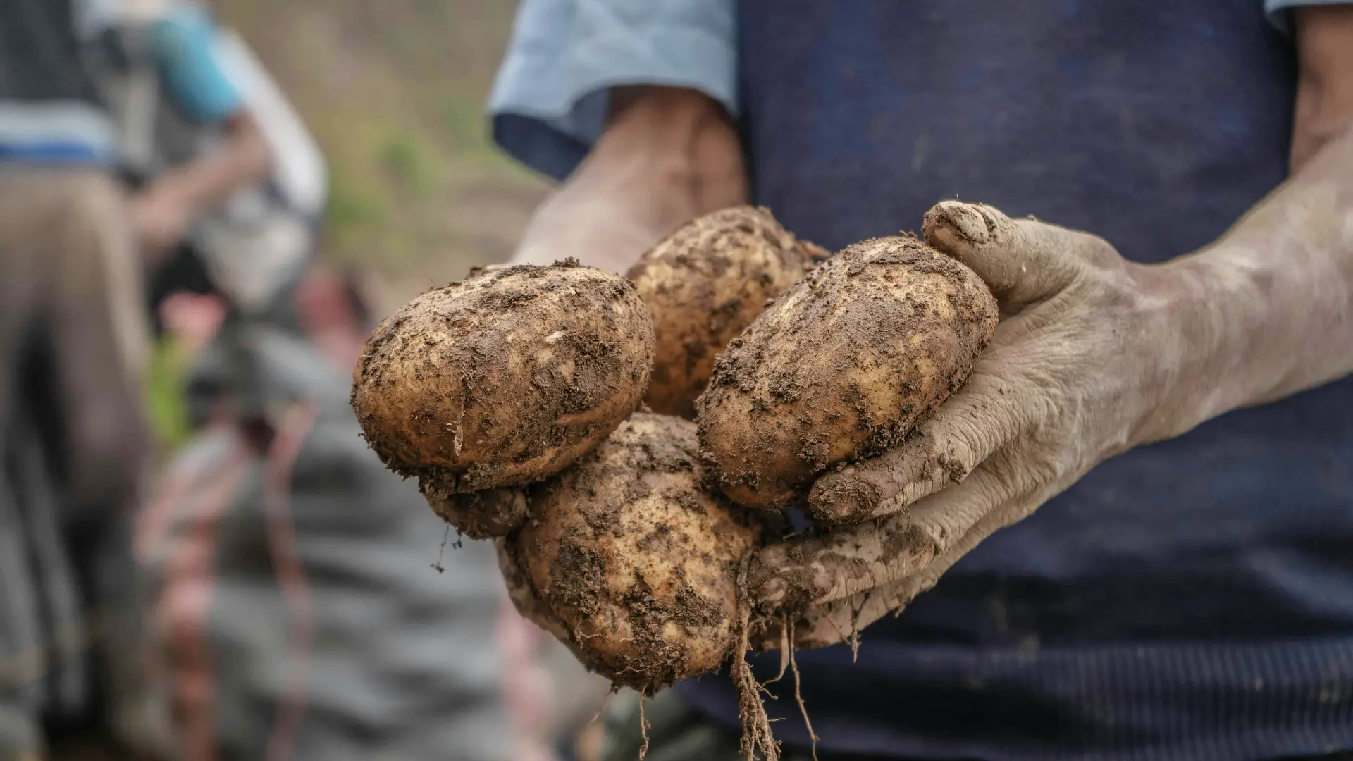 Agricultor cosechando papas nativas | Cocatambo