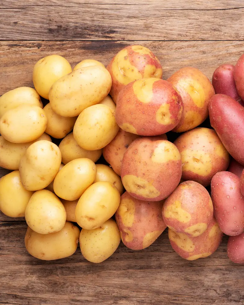 Variedad de papa comercial | Cocatambo