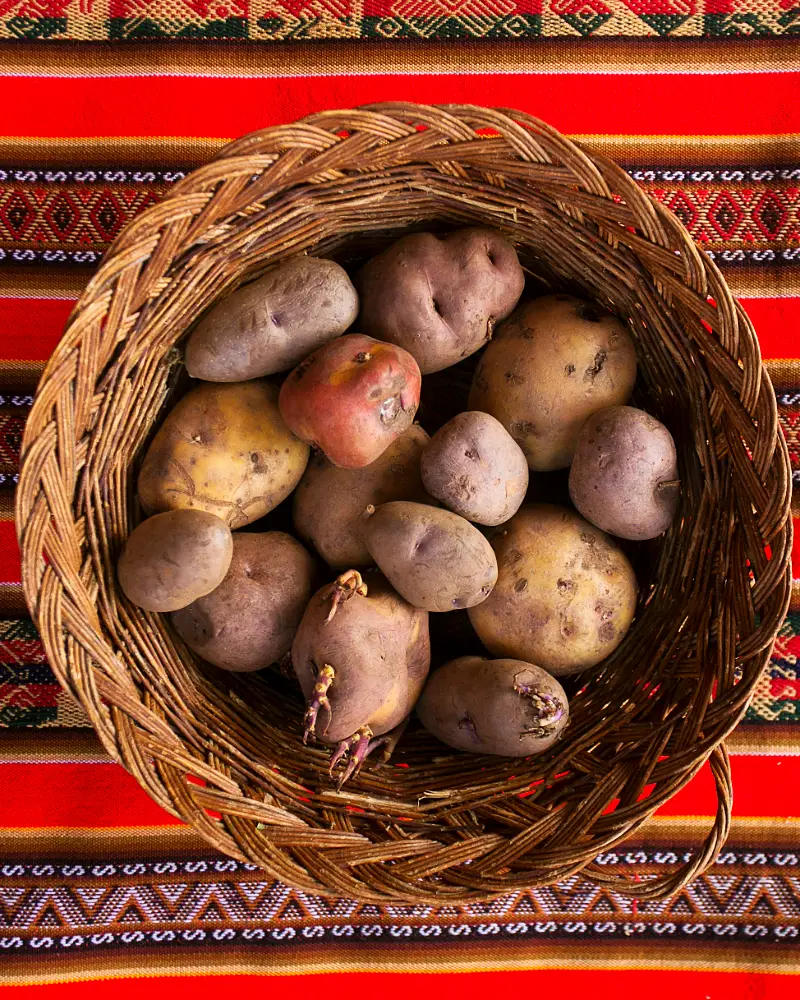 Variedades de papas nativas | Cocatambo
