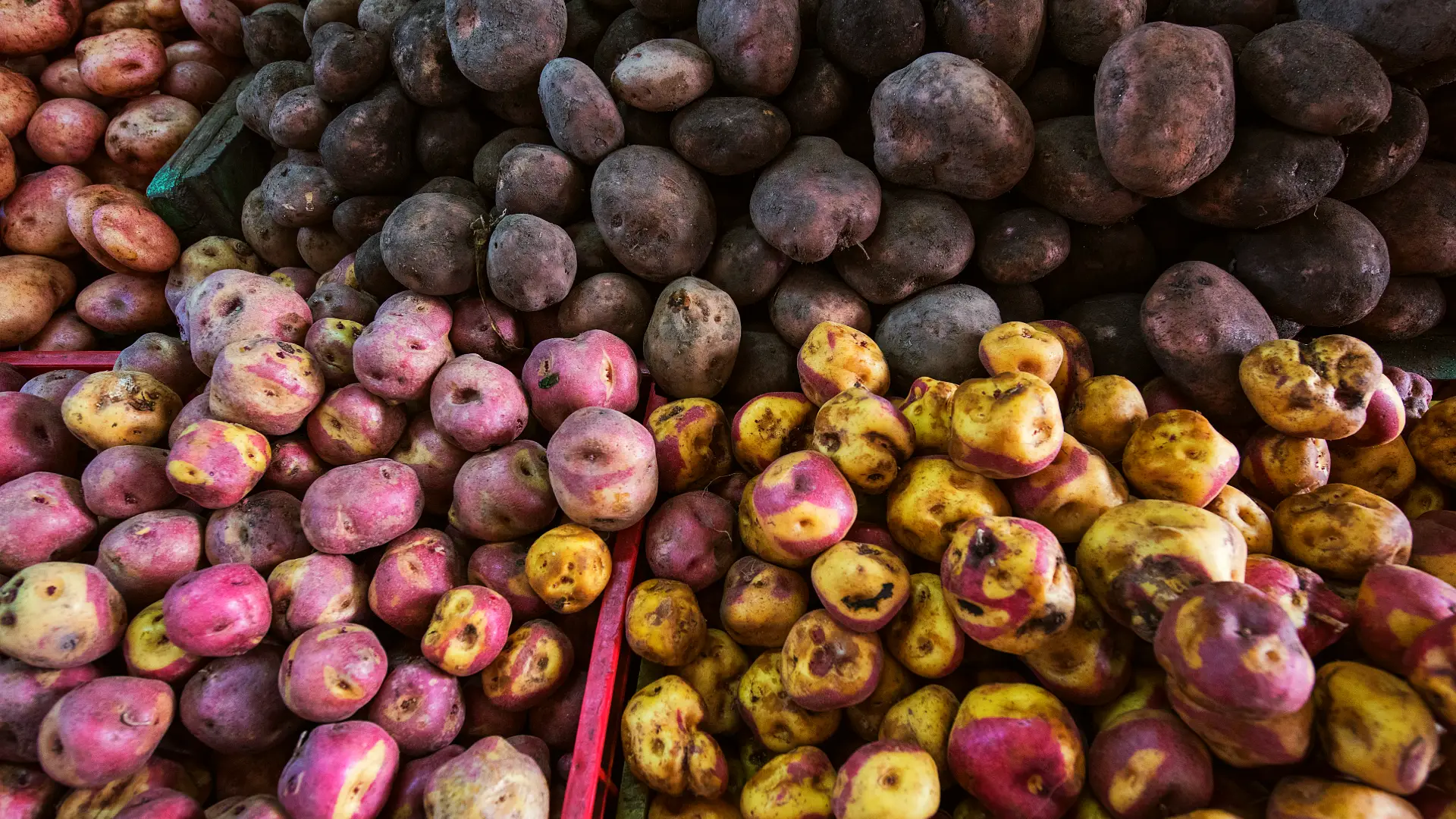 Las variedades de Papa en el Perú | Cocatambo 