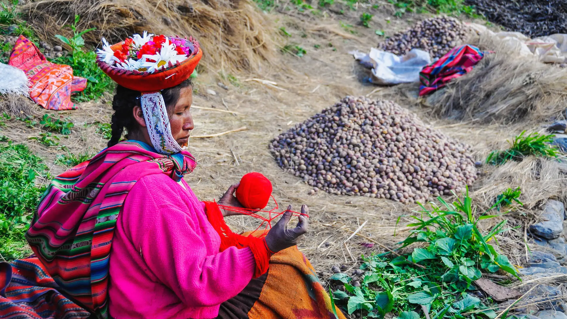 Tradición y cosecha de papa en los Andes | Cocatambo