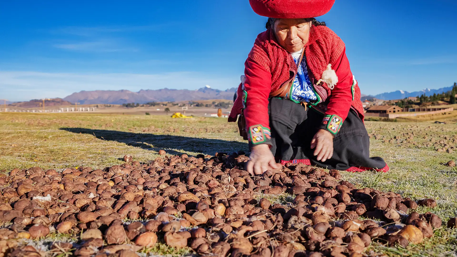 Proceso de la papa convirtiéndose chuño | Cocatambo