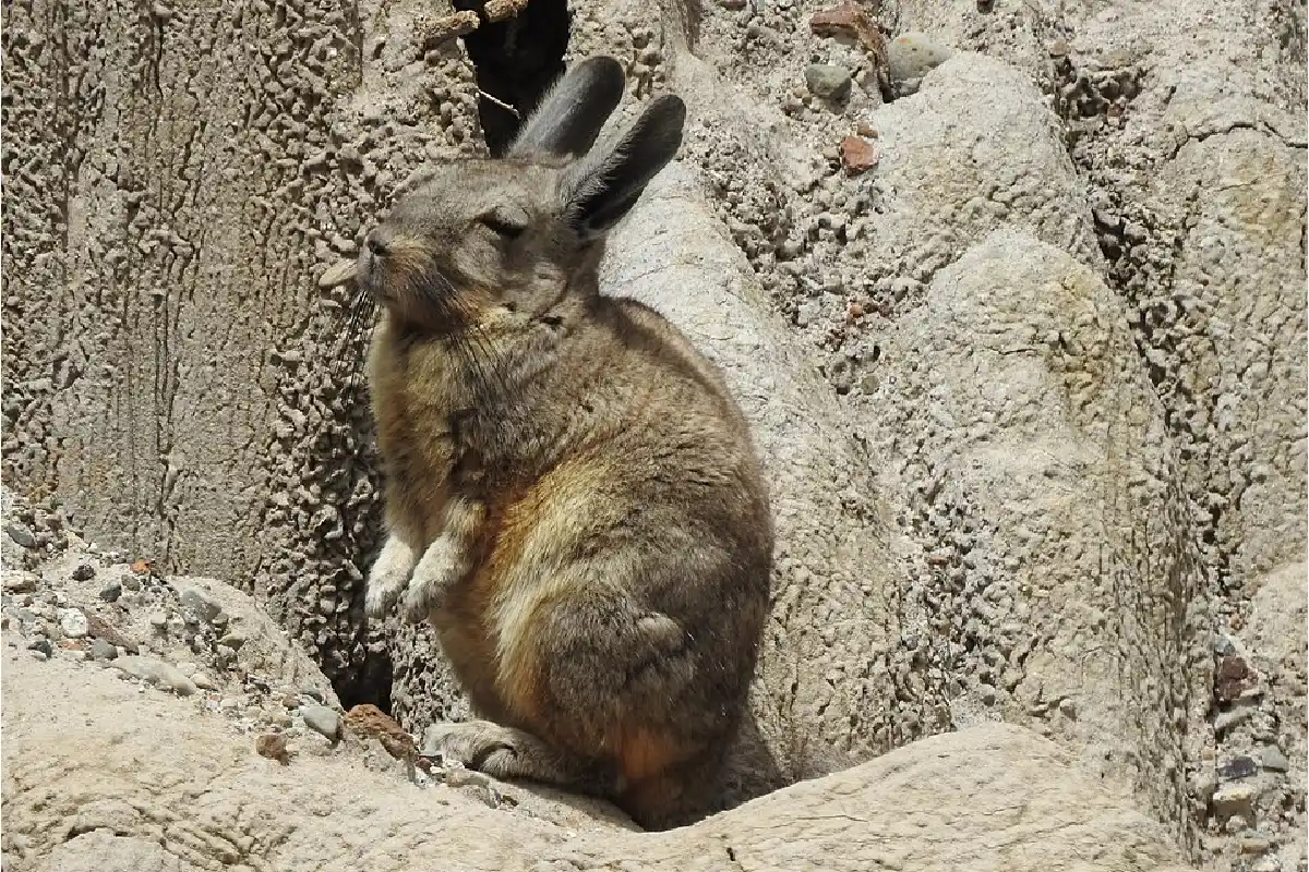 Vizcacha andina en un entorno rocoso del área de Puca Pucara.