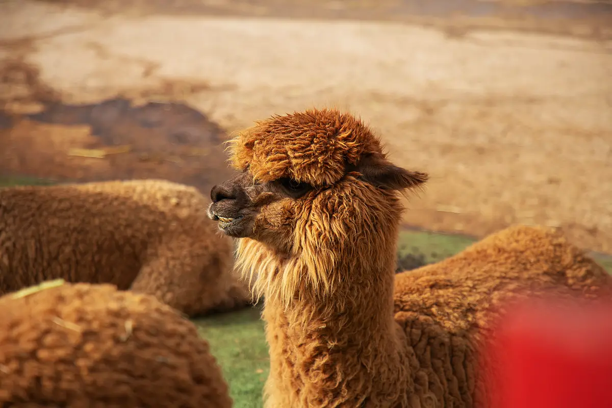 La alpaca | Cocatambo
