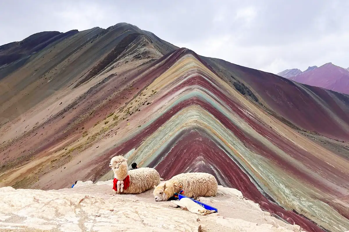 Alpacas en Vinicunca | Cocatambo