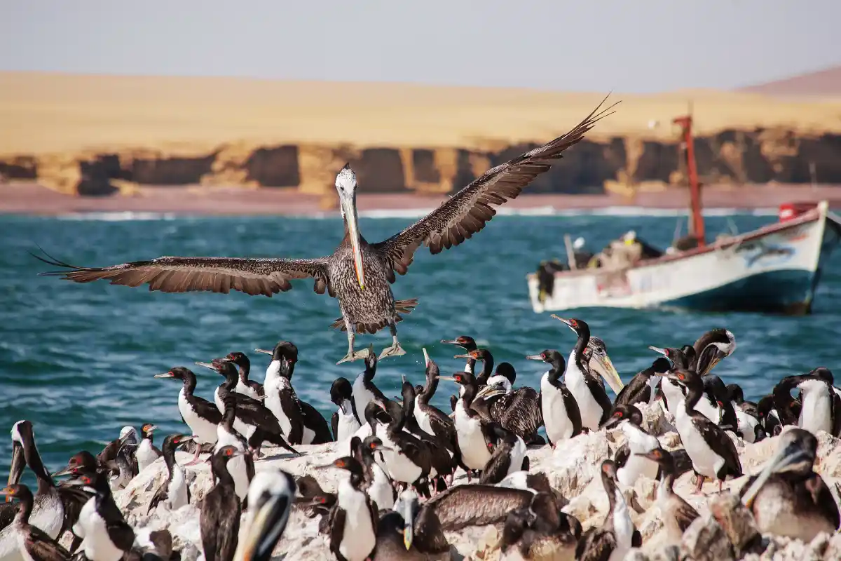 Aves marinas reunidas sobre un islote