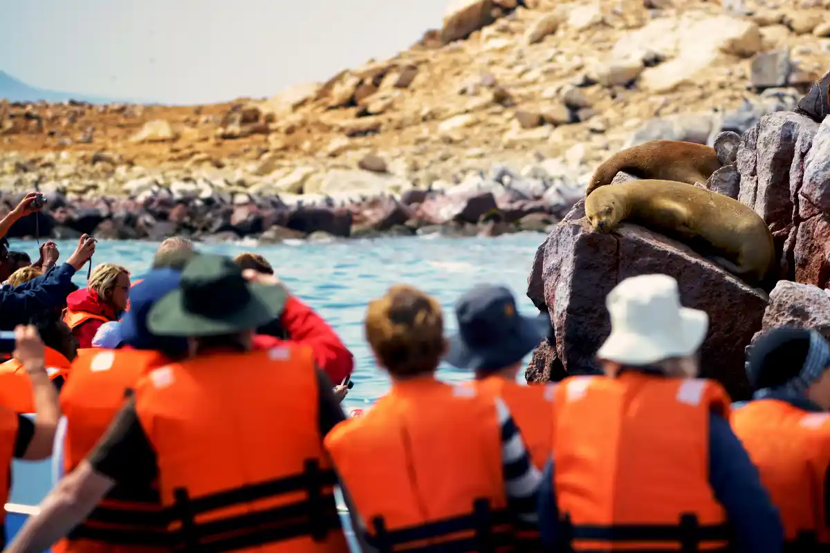 Turistas observan lobos marinos desde un bote