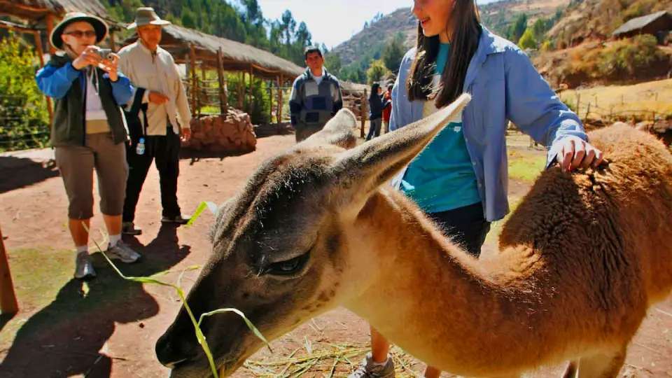 Awanacancha-valle sagrado de los Incas