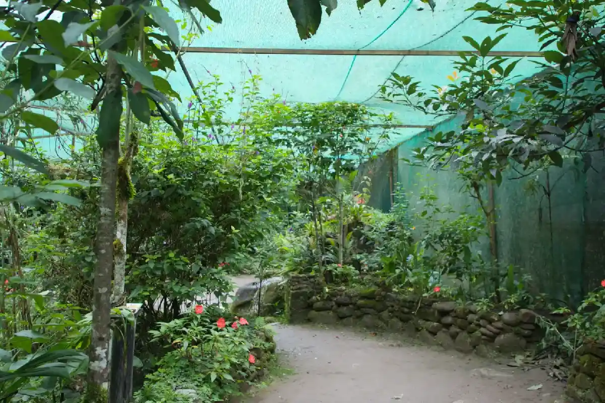 Área de vuelo de las mariposas | Cocatambo 