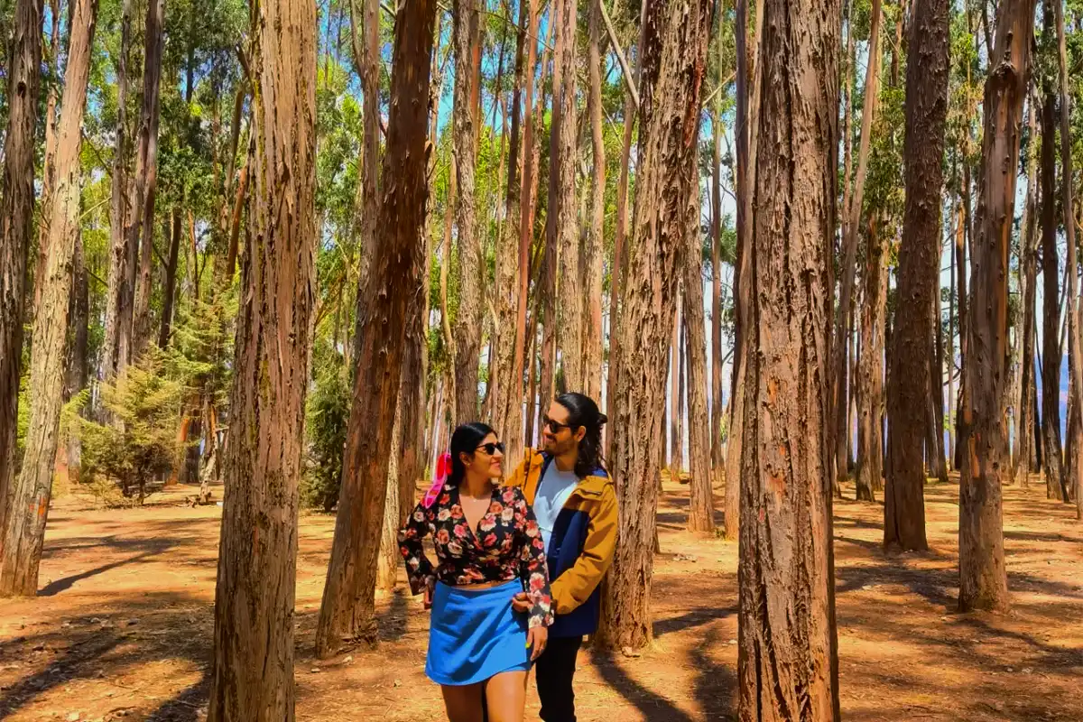 Bosque de los Eucaliptos Qenqo