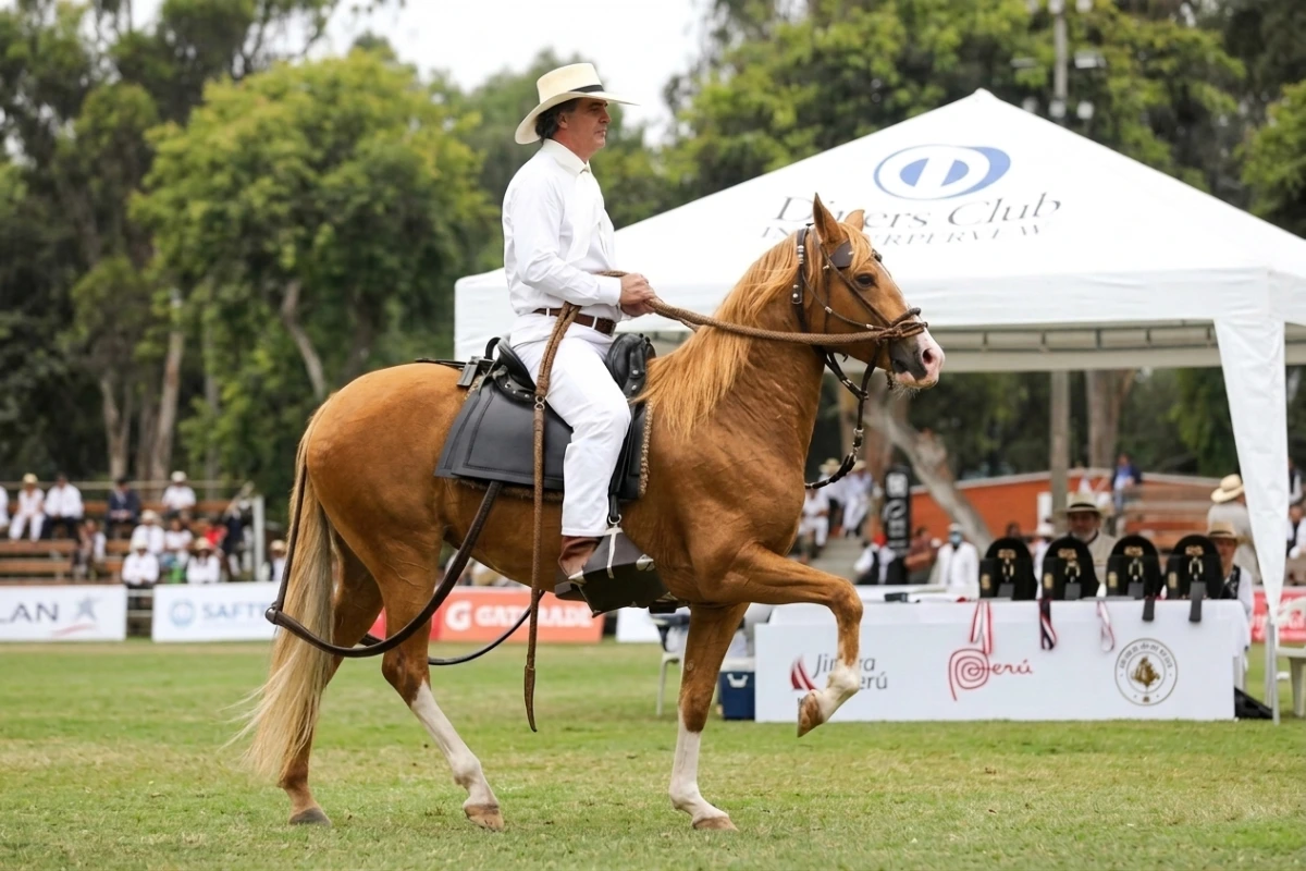 La elegancia del Caballo Peruano de Paso no solo se ve: se siente en cada movimiento. Tradición, historia y armonía en una de las expresiones culturales más emblemáticas del Perú.