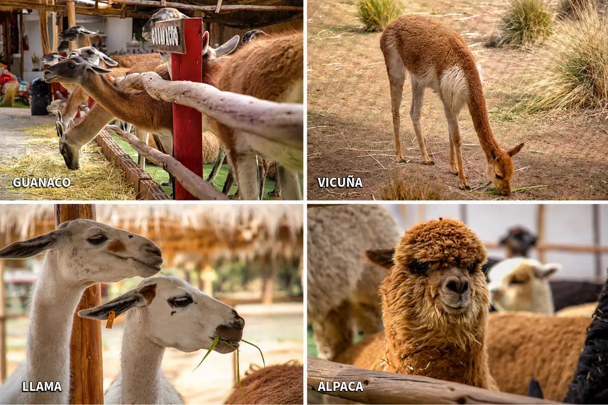 Diferencias entre llama, alpaca, vicuña y guanaco | Cocatambo