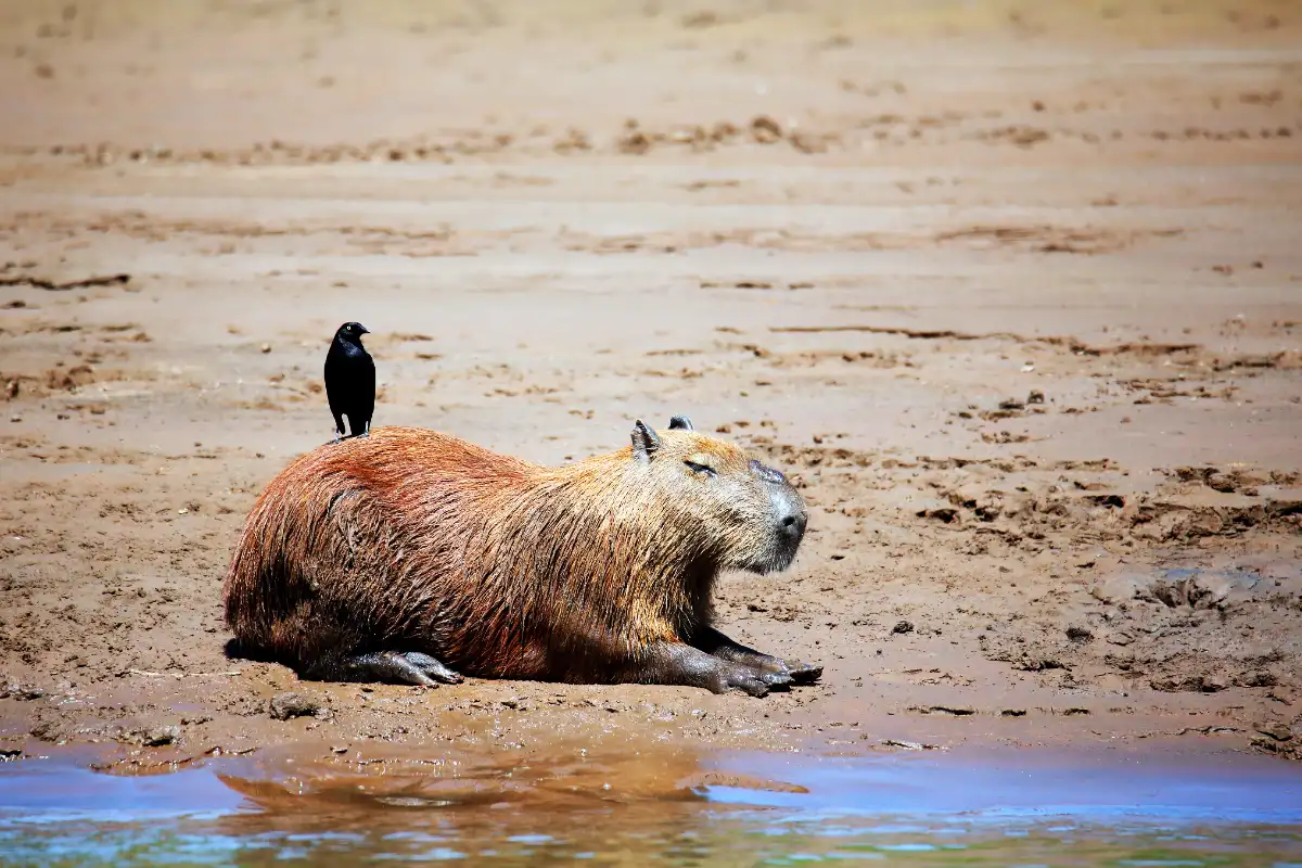 Capibara a orillas del río | Cocatambo