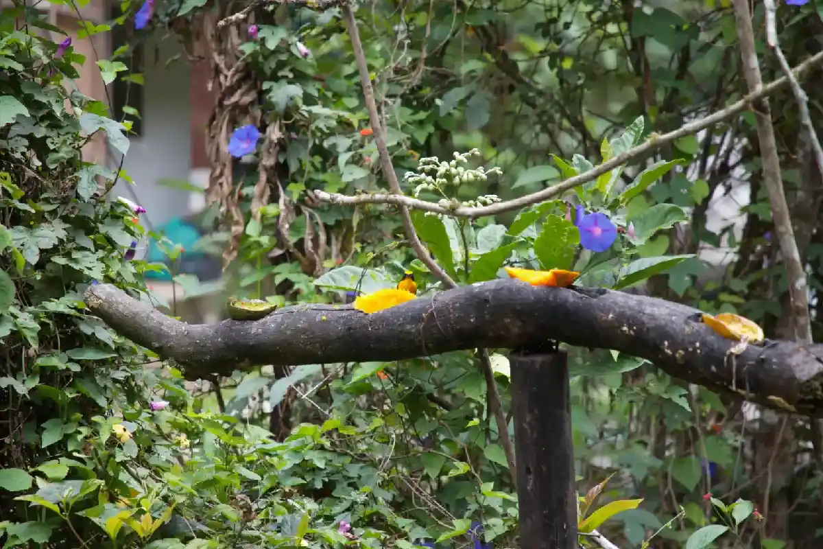 Tronco con frutas cítricas para alimentar mariposas en un jardín | Cocatambo