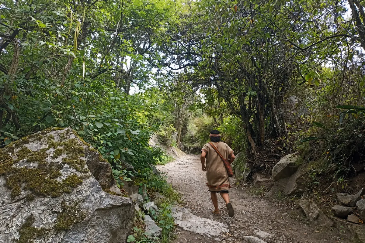 Chasqui corriendo por un sendero boscoso del Camino Inca | Cocatambo