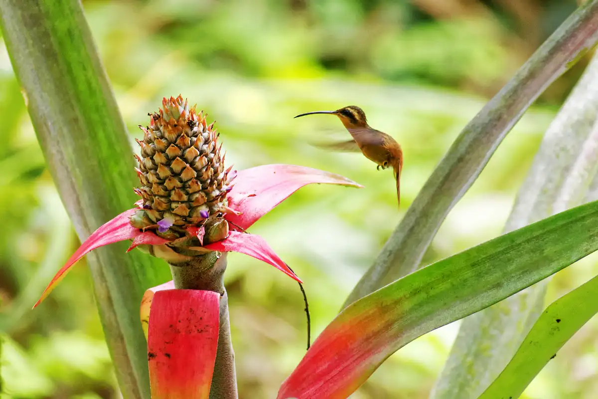 Colibrí junto a una bromelia | Cocatambo
