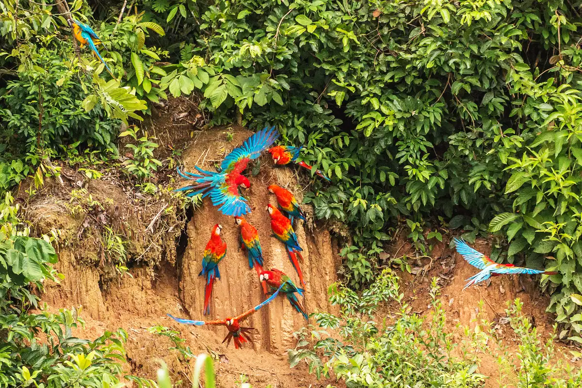 Collpa de guacamayos en Tambopata | Cocatambo