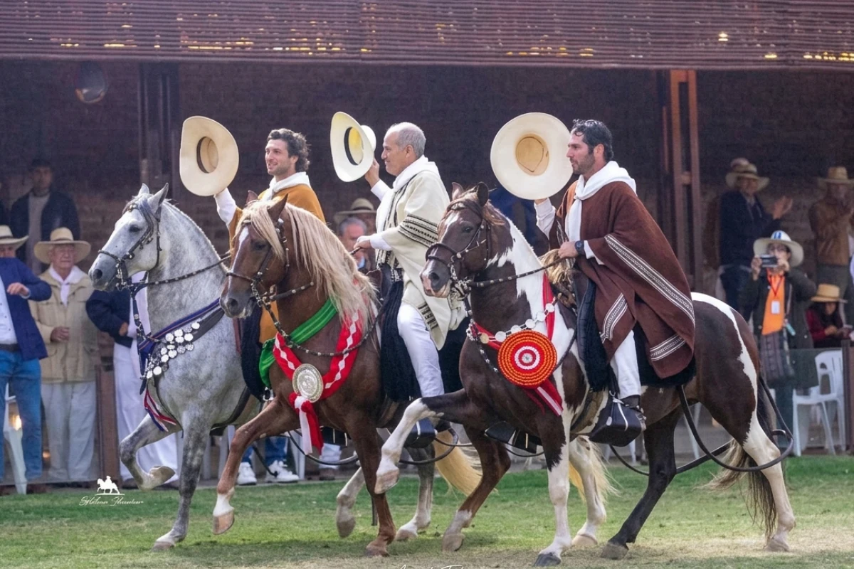El Concurso Nacional Oficial es el gran escenario del Caballo Peruano de Paso. Allí se reúnen ejemplares, chalanes, criadores y expositores que representan el nivel más alto de la raza, en una vitrina donde el prestigio se gana con paso, presencia y consistencia.
