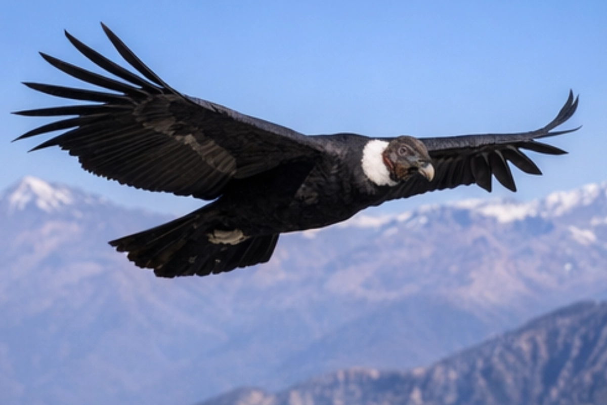 Cóndor andino planeando con las alas extendidas sobre un paisaje de montañas bajo cielo azul.