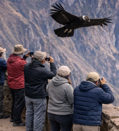 tour para ver cóndores