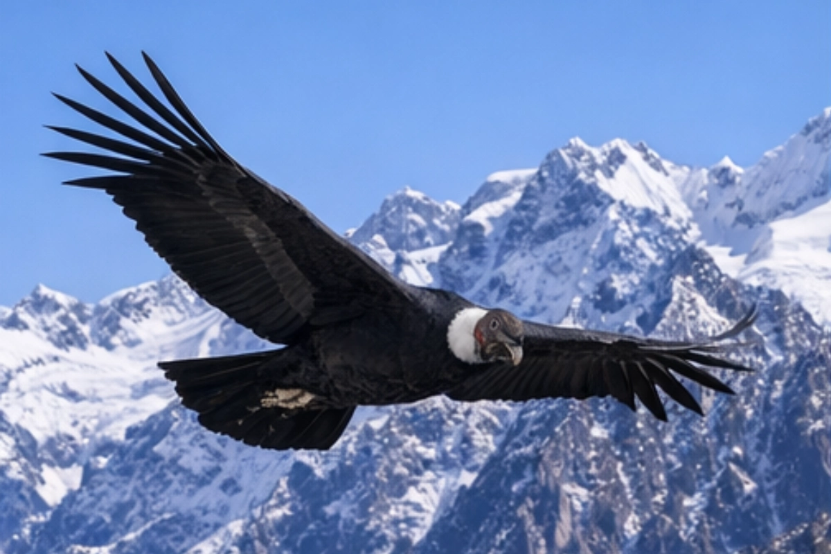 Cóndor andino planeando con las alas extendidas frente a montañas nevadas de los Andes.