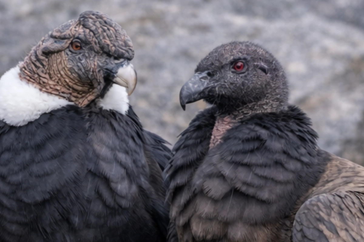 macho y hembra de cóndor andino