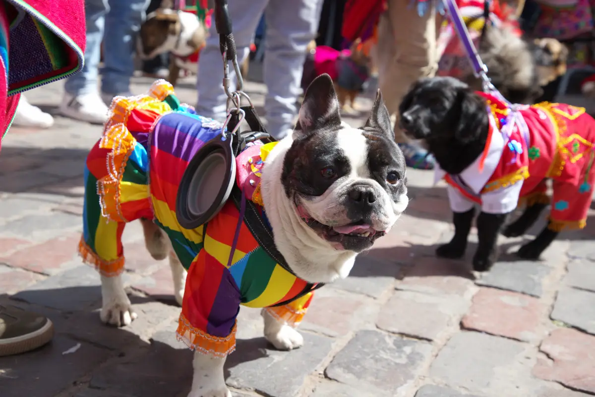 Pasacalle canino en el saludo al Cusco | Cocatambo