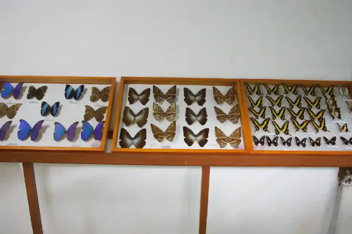 Especies de mariposas en el Mariposario | Cocatambo