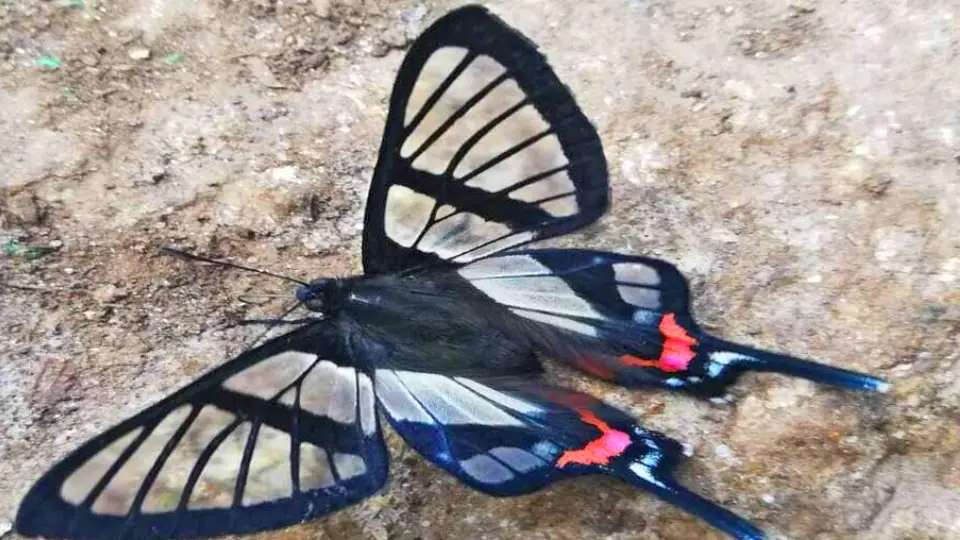 Mariposa Chorinea Sylphina
