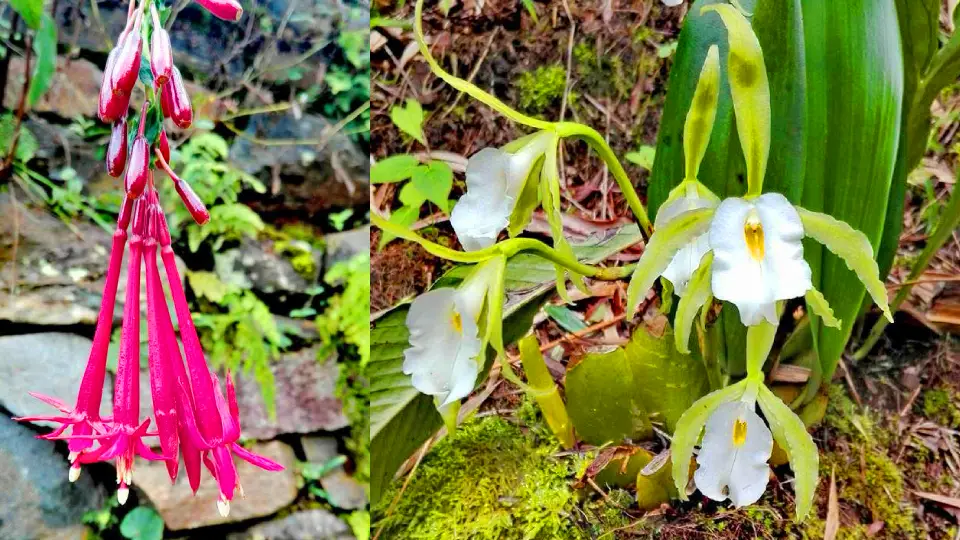 Orquídeas