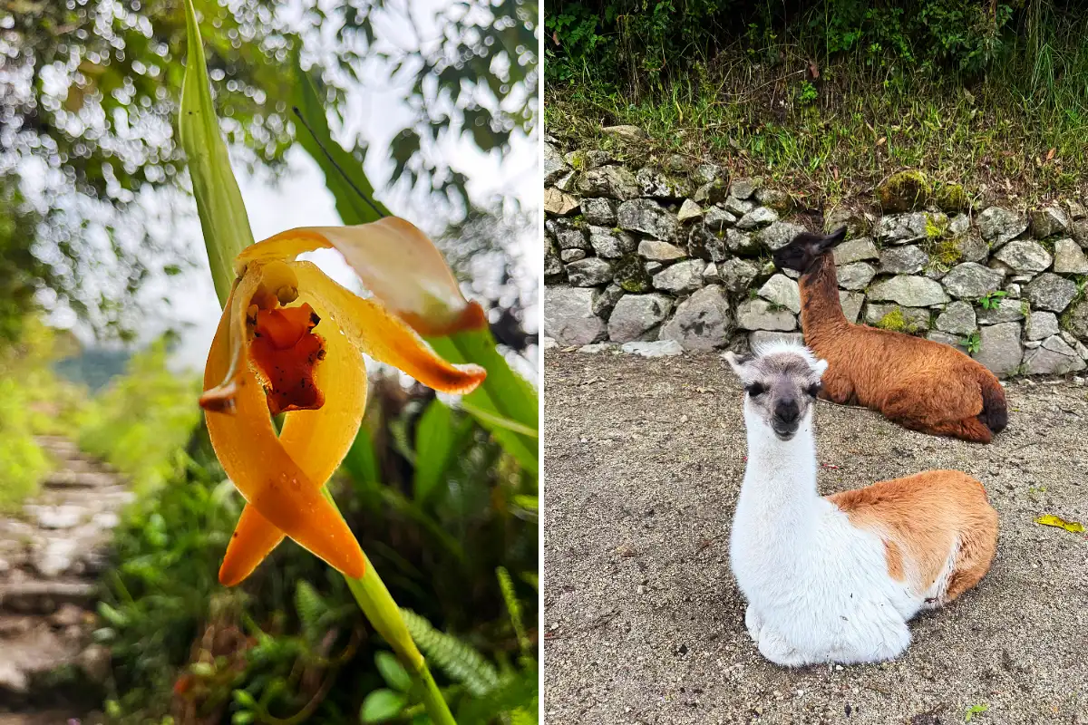 Flora y fauna de Machu Picchu | Cocatambo