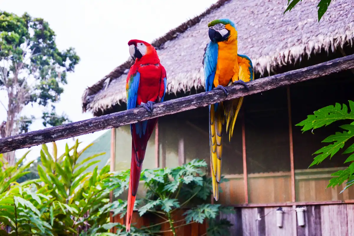 Guacamayos junto a un lodge | Cocatambo