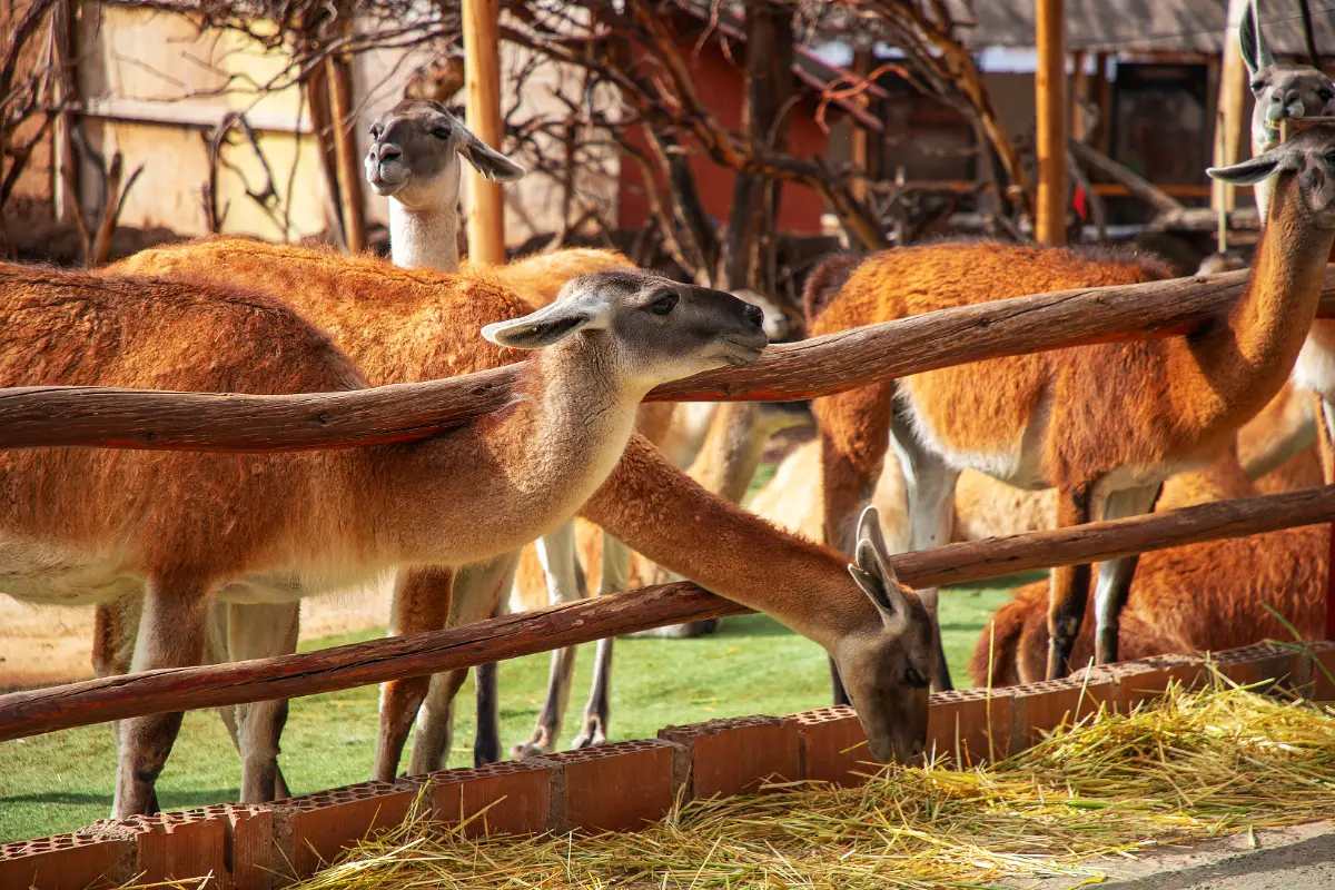 El guanaco | Cocatambo