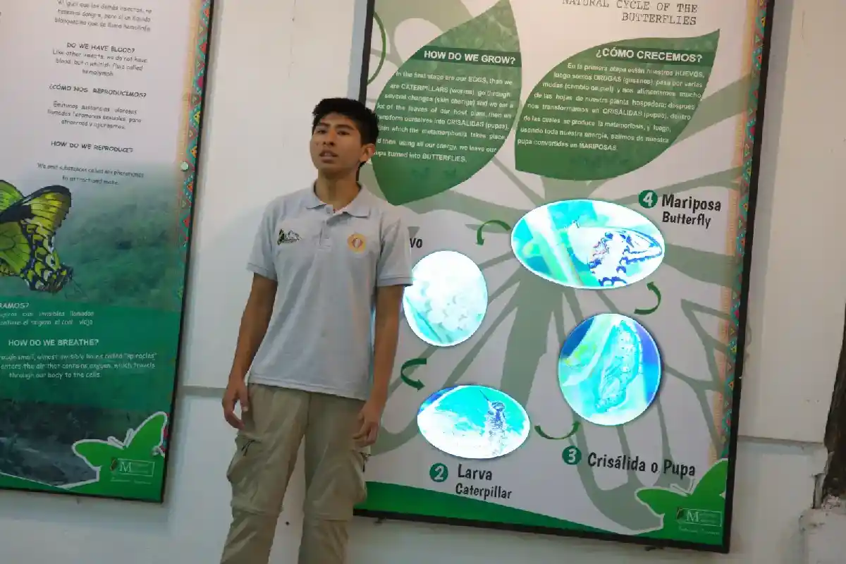 Guía explicando el ciclo de vida en panel informativo | Cocatambo