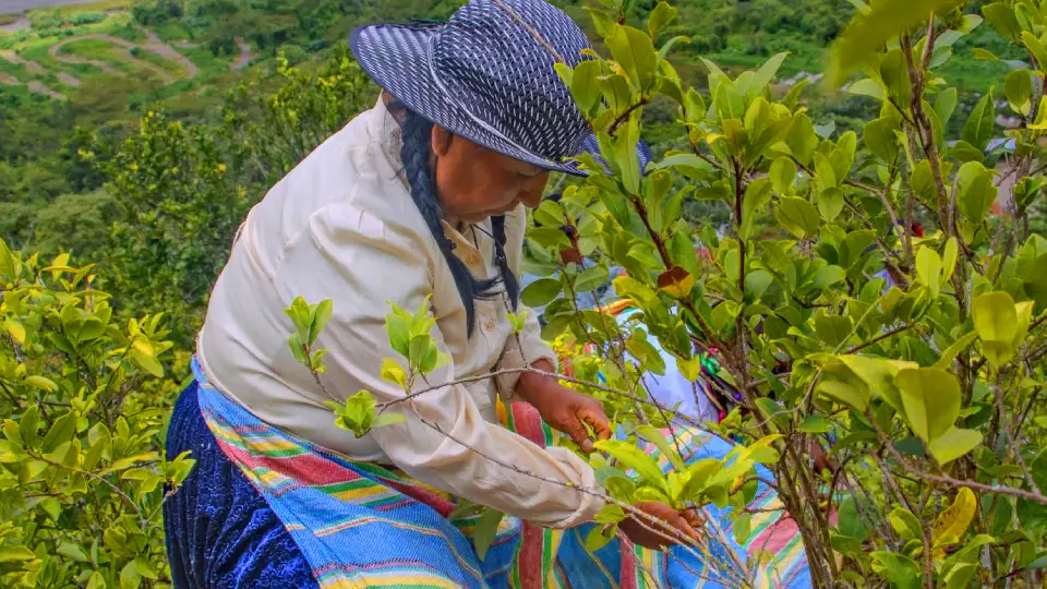 Cosecha de la coca