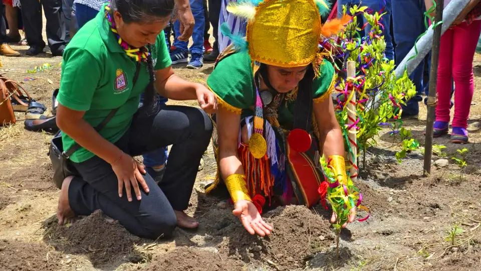 Cultivo de la coca