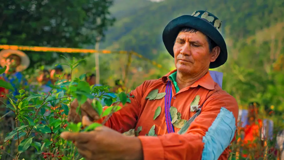 Cosecha de coca