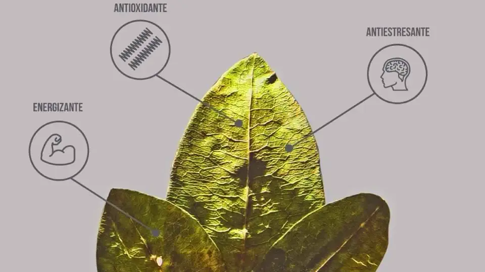 Propiedades de la hoja de coca